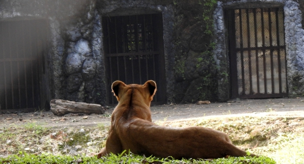 Asiatic Lion at Alipore Zoo