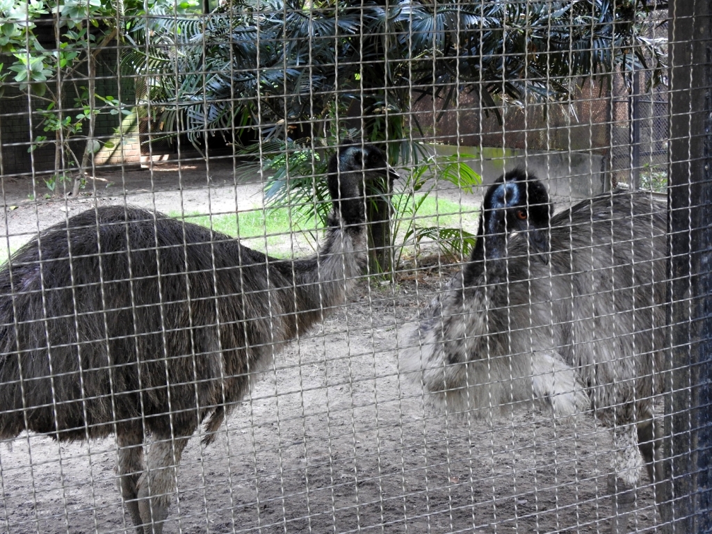 Emu at Alipore Zoo