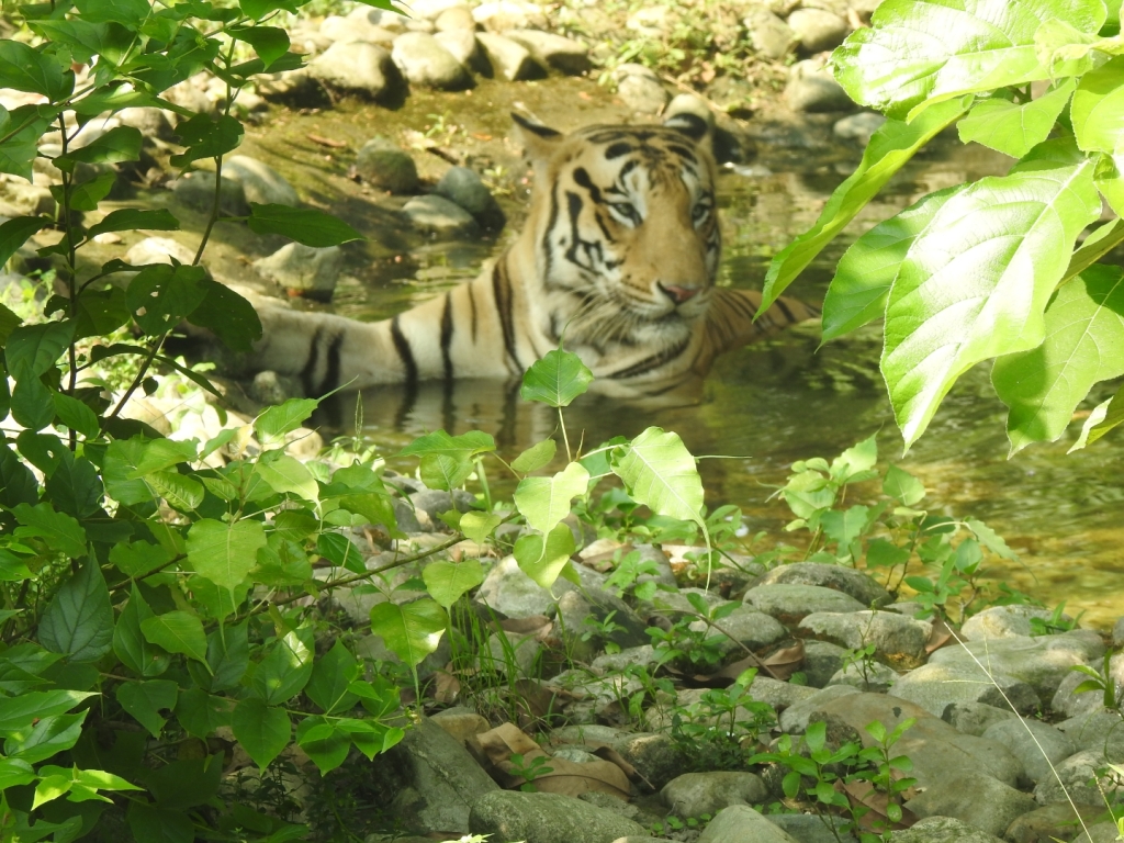 The Bengal Tiger in the open-air enclosure of the Zoological Garden, Alipore, Kolkata