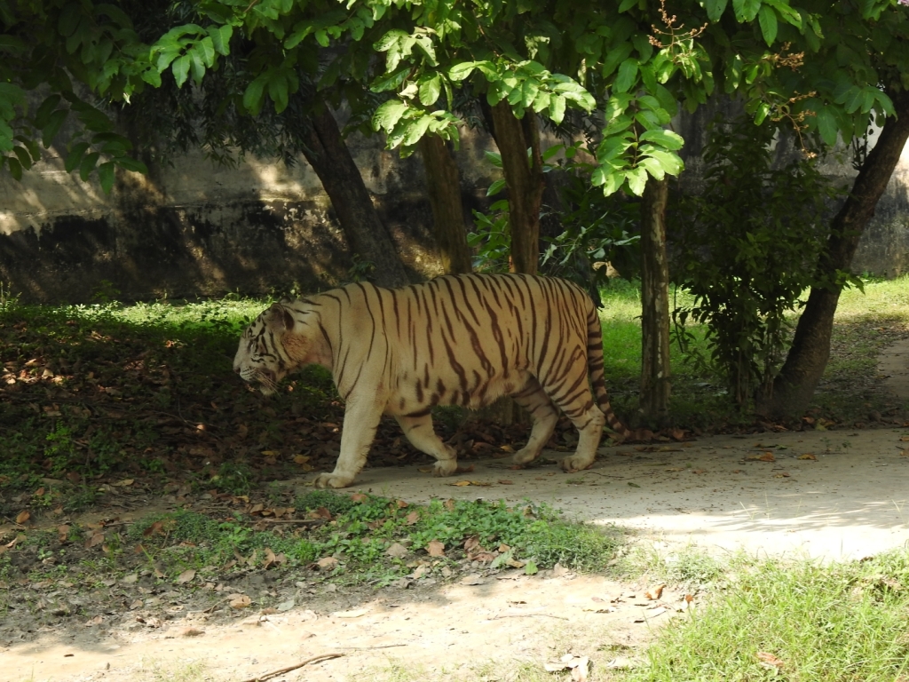 White Tiger at Alipore Zoo