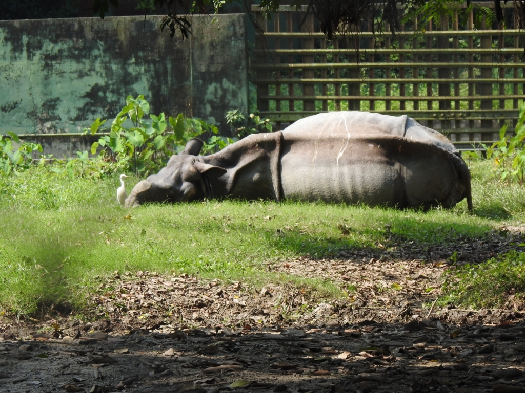Rhinoceros at Alipore Zoo