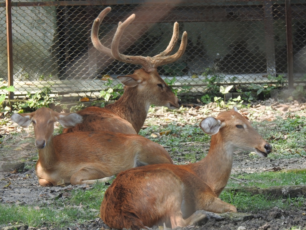 Manipur brow-antlered deer at Alipore Zoo