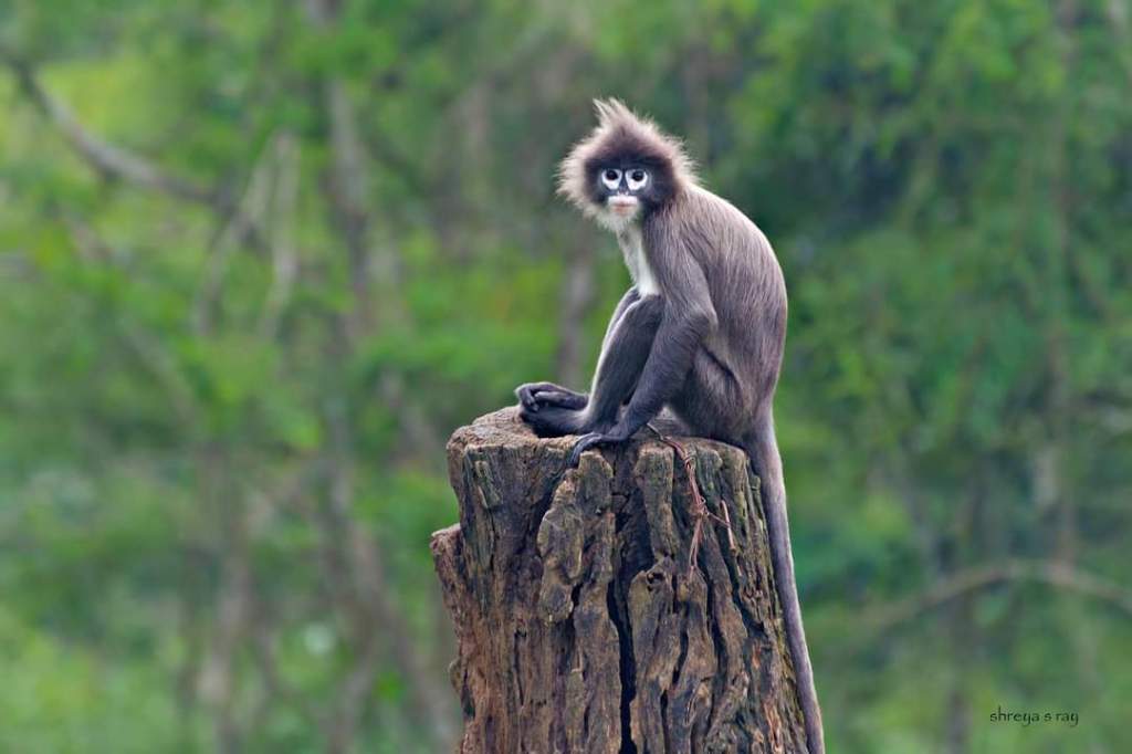 State Symbols Of Tripura – Stories From India's Wilds
