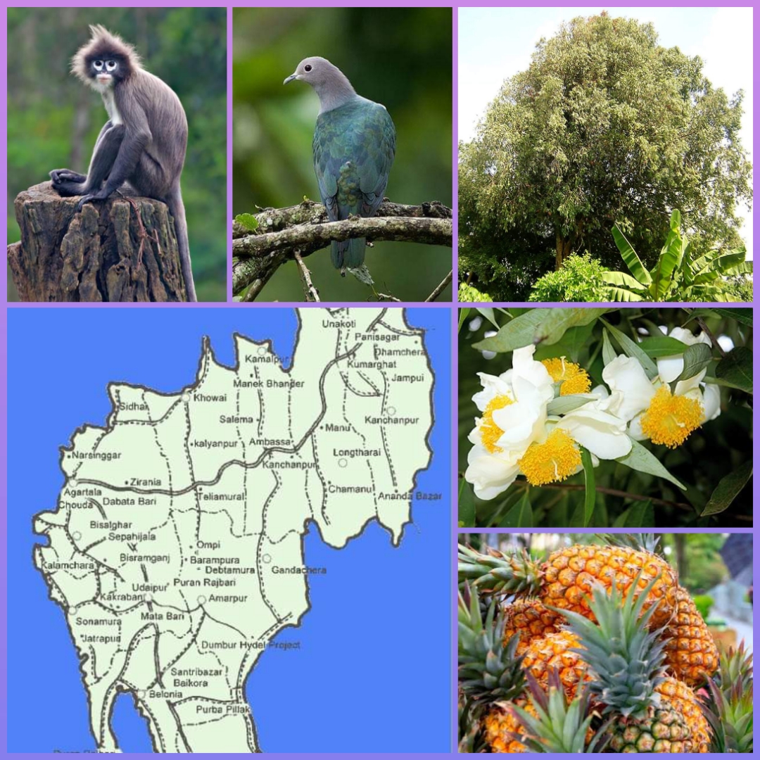 State Symbols Of Tripura – Stories From India's Wilds