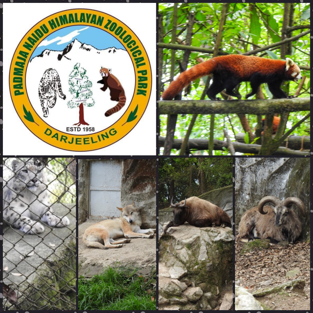 Padmaja Naidu Himalayan Zoological Park – India's largest high-altitude zoo  – Stories From India's Wilds