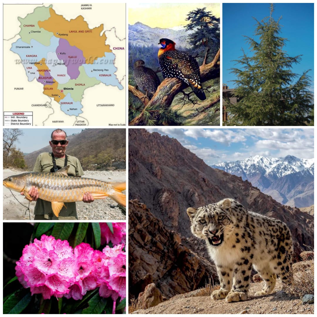 State Symbols Of Himachal Pradesh – Stories From India's Wilds